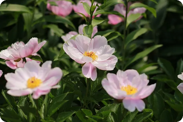 전현무계획2 전주 중식 맛집 고속반점의 비밀은?